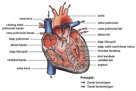 Sains 1 2 3: Struktur Jantung Manusia