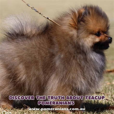 Teacup Pomeranian Brown Adult