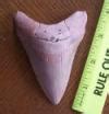 Shark Teeth Fossils
