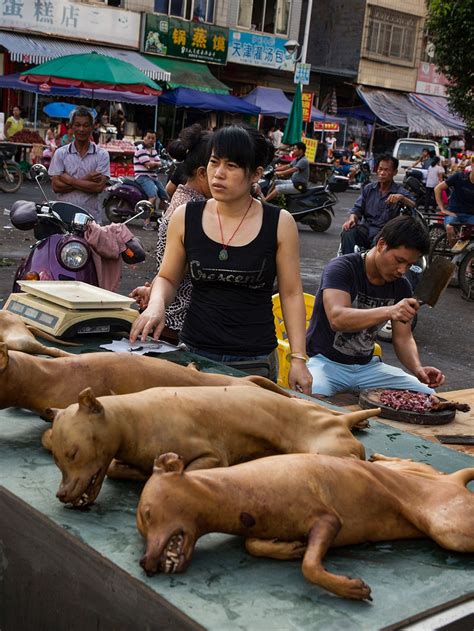 What Animals Do Chinese Eat