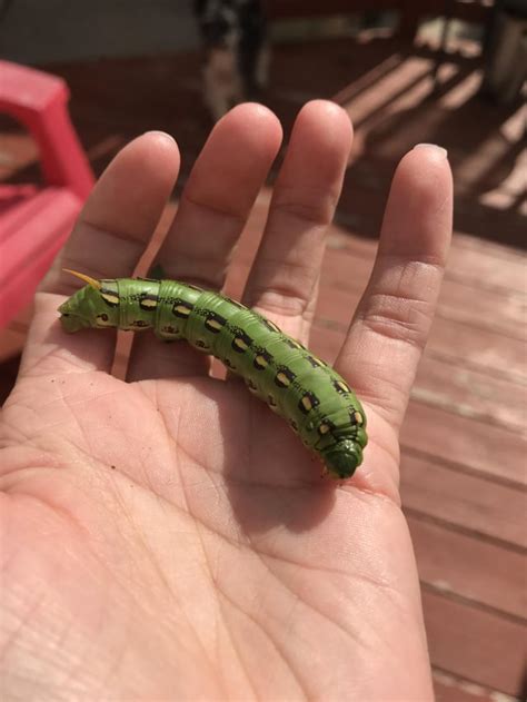 Found this massive caterpillar in the yard today. Ive seen many kinds ...