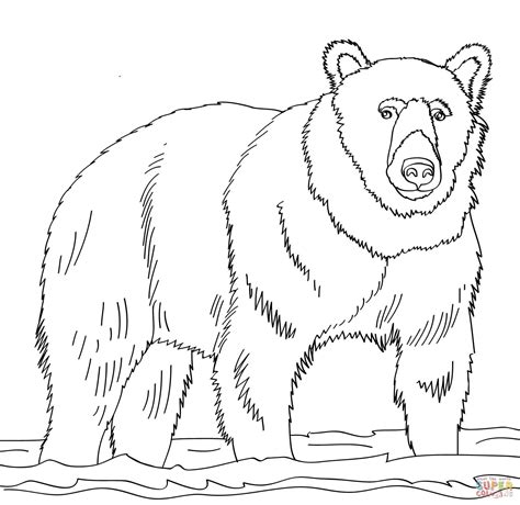 Brown bear coloring pages download and print for free