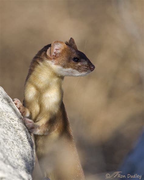 Close Encounter With A Long-tailed Weasel – Feathered Photography