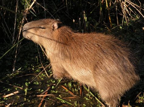 Uruguay's wildlife & Natural sanctuaries - Santuarios naturales & flora ...