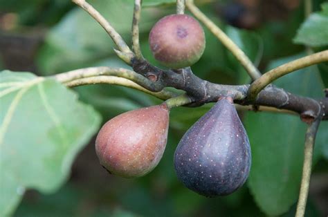 How to Grow Fig Trees – P. Allen Smith