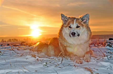 Free Images : snow, cold, winter, sky, wildlife, ice, fur, arctic, coyote, snout, dog breed ...