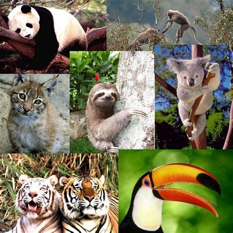 Animales del Bosque Tropical: Nombres y Especies