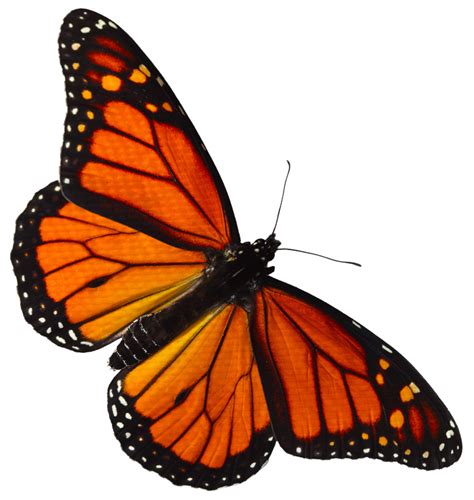 Monarch butterfly Pieridae Lycaenidae - monarch clipart png download - 757*800 - Free ...