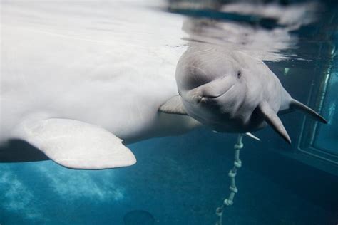 Beluga Whale Facts, Habitat, Sounds, Diet, Baby, Videos, Pictures