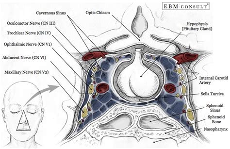 Cavernous Sinus Anatomy | Dental anatomy, Basic anatomy and physiology, Anatomy