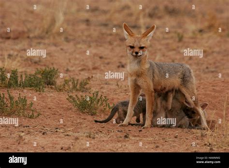 Cape fox pups suckling Stock Photo - Alamy