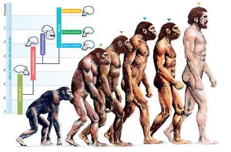 Are Humans Still Evolving?