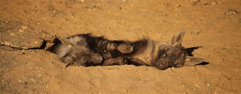 The Brown Hyena - Africa Geographic