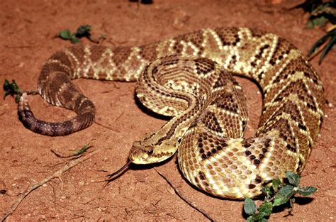 Rattlesnake venom compound points to promising new painkiller