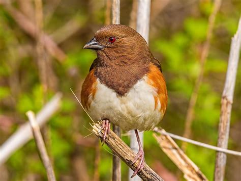 Female Eastern Towhees (Male vs Female Identification) | Birdfact