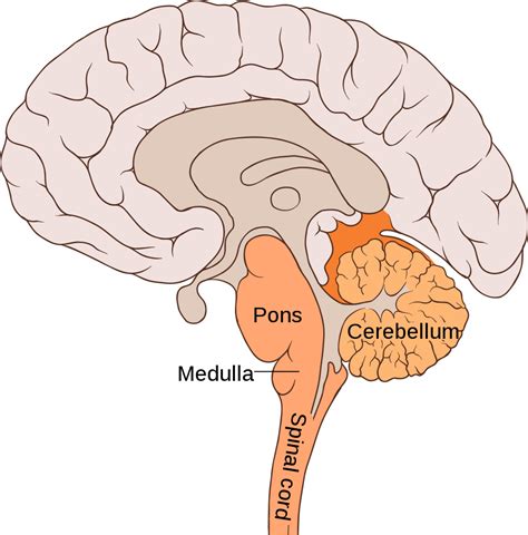 OM: BOY BORN WITHOUT CEREBELLUM AND PONS