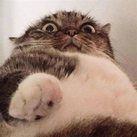 Front camera cat Memes - Imgflip