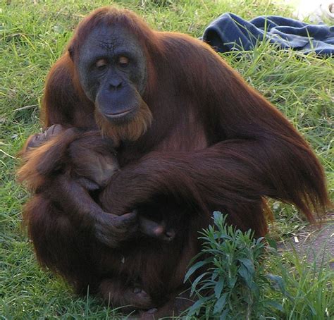 Female Orangutan & Baby PerthZoo SMC Sept 2005 - orangutango - Wikizionario | Orangotango, Animali