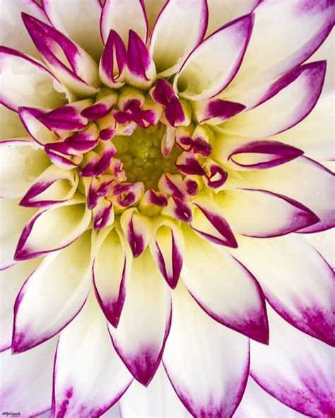 Macro Flower Photography Tip #10 – Mike McRoberts Photography