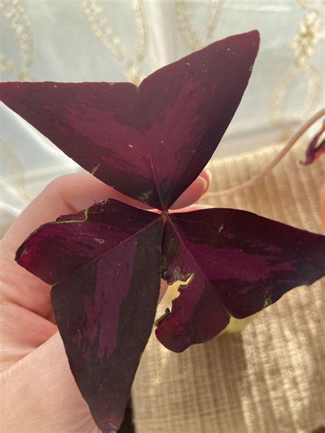 What’s happening to my oxalis? : r/plantclinic