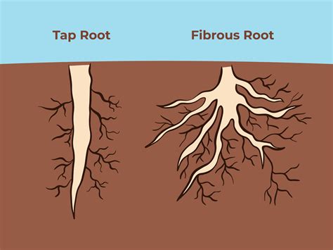 Tap root and fibrous root full colored vector illustrations with ground ...