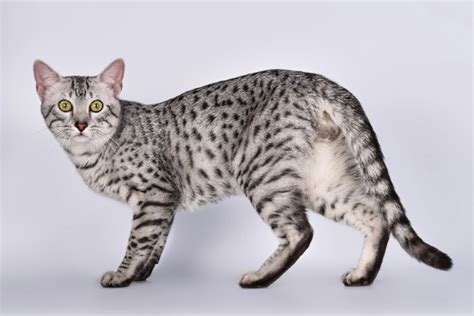 9 Spotted Cat Breeds (with Pictures) | Pet Keen