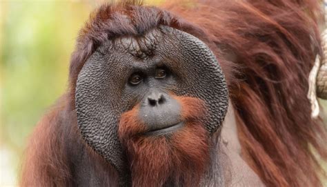 Cara Menggambar Sketsa Orangutan - IMAGESEE