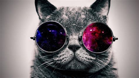 Cat with Sunglasses Wallpapers - Top Free Cat with Sunglasses Backgrounds - WallpaperAccess