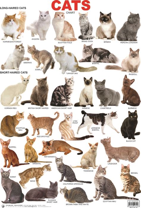 Most Common Cat Breeds Uk - Pets Lovers