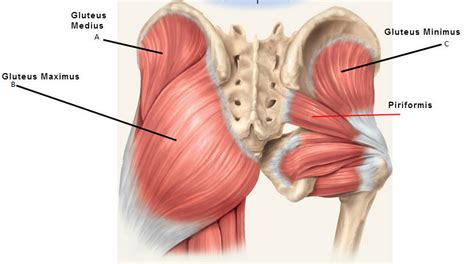 Abductor Muscles: How to Strengthen and Loosen Them - The WOD Life