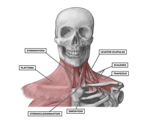 CrossFit | Cervical Muscles, Part 1