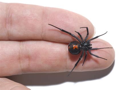 How Dangerous Is A Black Widow Spider Bite / How Serious Is A Black ...