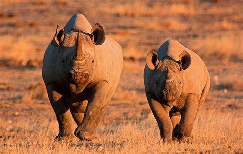 Rhino poaching on the rise in Namibia - Africa Geographic