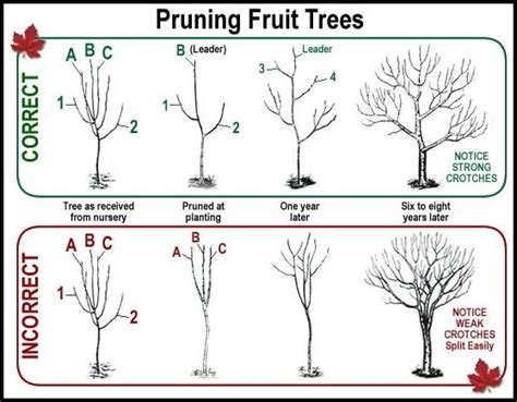 Best Time To Prune Apple Trees | The Garden