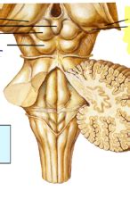 Epithalamus Diagram | Quizlet