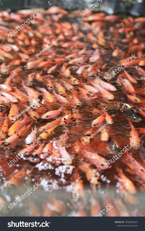 Tilapia Cultivation Tilapia Fish Farming Pond Stock Photo 1996606322 ...