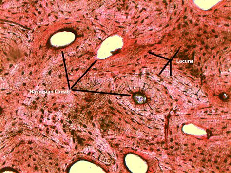 Compact Bone Histology Diagram