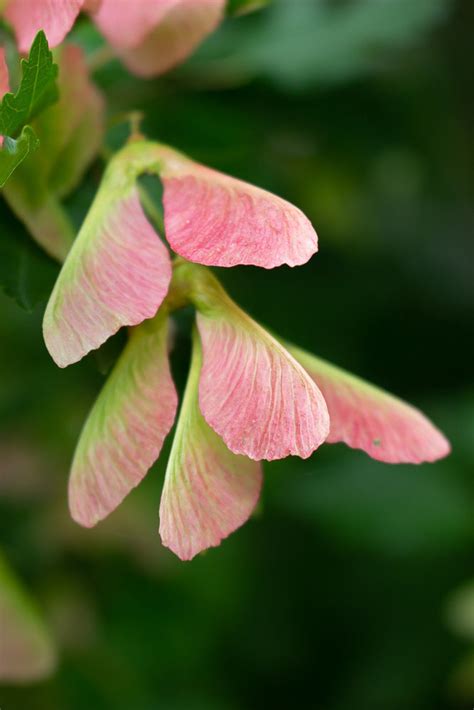 Maple Seed Photograph Instant Download Digital Photo Nature | Etsy | Flowers photography, Macro ...