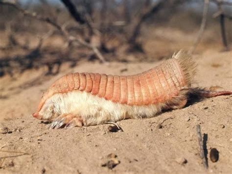 Pink Fairy Armadillo Facts - FactsandHistory