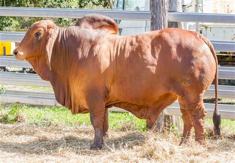 Brahman Bulls for Sale 2022 - Malabar Red Brahmans