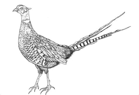 Pheasants Coloring Page for Adult - ColoringBay