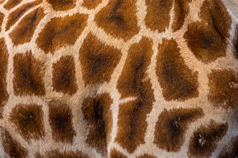 Giraffe Skin Pictures | Download Free Images on Unsplash