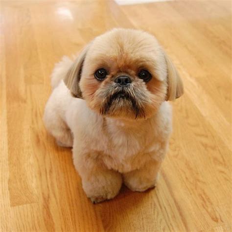 Shih Tzu Puppy Cut