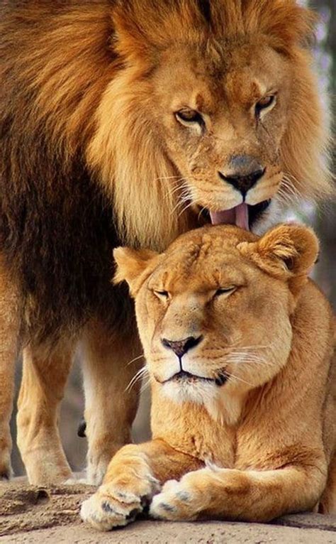 Lion And Lioness Relationship