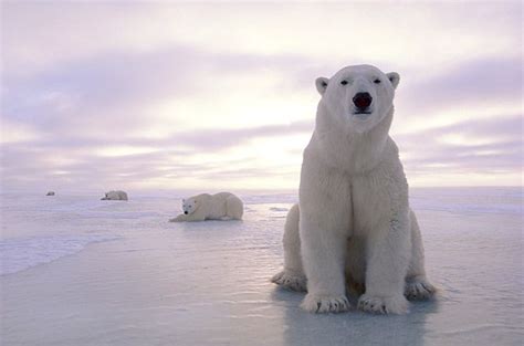 Fakta Tersembunyi Beruang Kutub | Polar bear, Polar bear art, Polar bears live