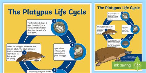 Life Cycle of a Platypus Display Poster - Twinkl