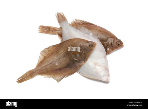 Dab fish studio Cut Out Stock Images & Pictures - Alamy