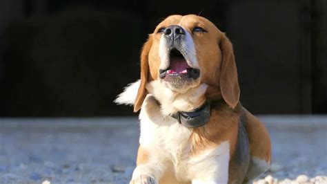 Do Beagles Bark a Lot? - Beagle Care