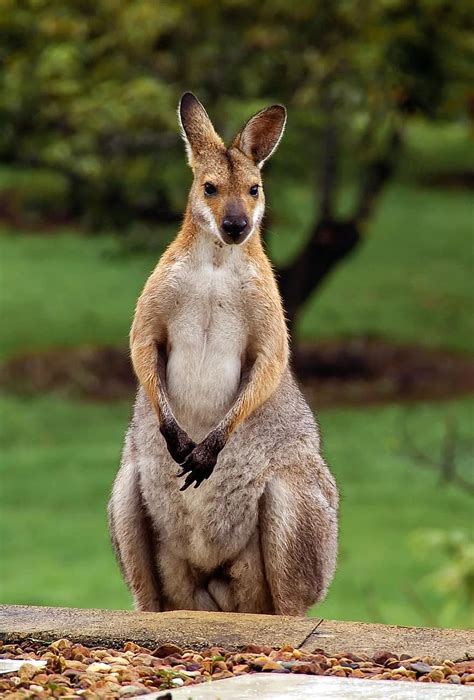 wallaby, rednecked wallaby, hopping, pixabay, animal, australia, queensland, marsupial, wild ...