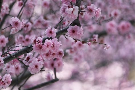 Free photo: Sakura, Cherry Blossom - Free Image on Pixabay - 426879